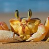 rivercrab012