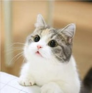 涂儷襦