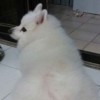 bonepig