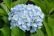 蜜柑