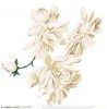 Jasminum