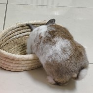剩菜