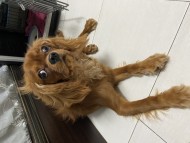 鄭羽珊